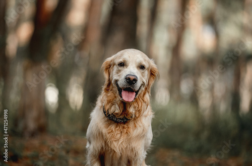 Golden retriever dog in the forest