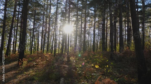 Wallpaper Mural The low-hanging sun shines through the tree trunks. The wind flutters the leaves and ferns. Long shadows on the ground. Camera movement from right to left. Evening in a pine forest Torontodigital.ca