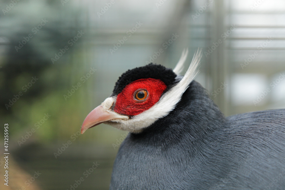 Fototapeta premium blue eared pheasant