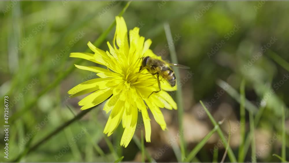 Bee flying on yellow flower, insect pollination, sunny outdoor, slow-motion Bee flying on yellow flower, insect pollination, sunny outdoor, slow-motion
