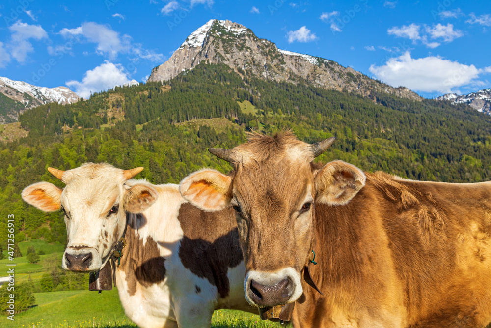 Kühe - Allgäu - Rinder - Rubihorn - Alpen - niedlich Kühe - Allgäu - Rinder - Rubihorn - Alpen - niedlich