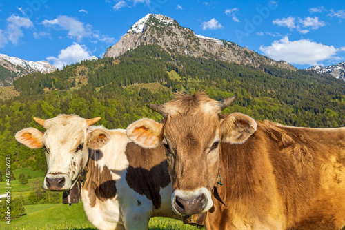Kühe - Allgäu - Rinder - Rubihorn - Alpen - niedlich 