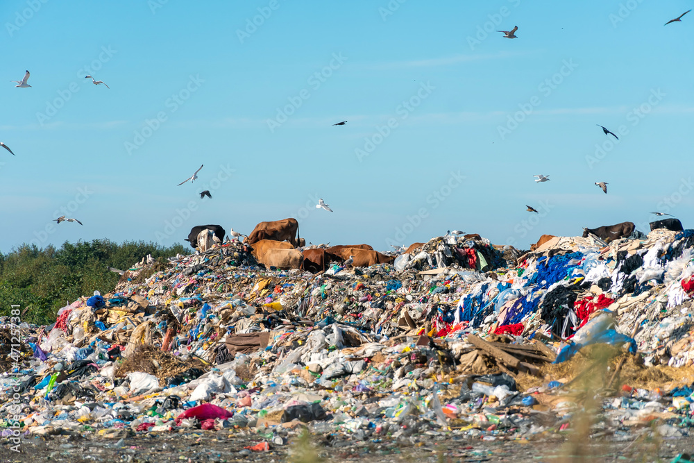 Huge dump with cows, seagulls on a sunny day. Concept of ecology, nature protection