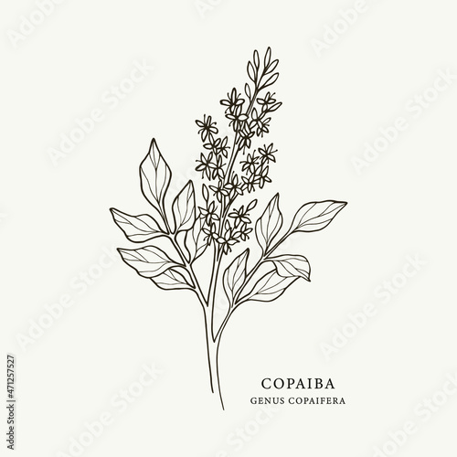 Hand drawn copaiba branch illustration