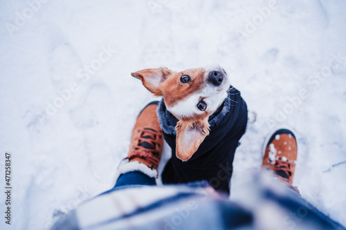 top view of cute jack russell dog wearing coat standing by owner legs on snowy landscape during winter, hiking and adventure with pets concept
