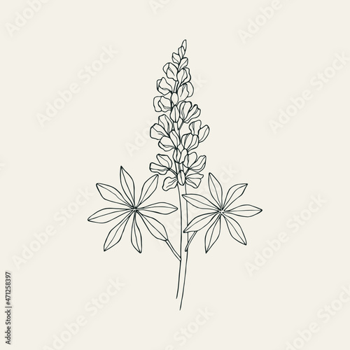 Hand drawn lupin flower illustration photo