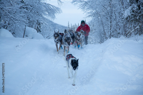 musher running with sled dogs through snowy forest