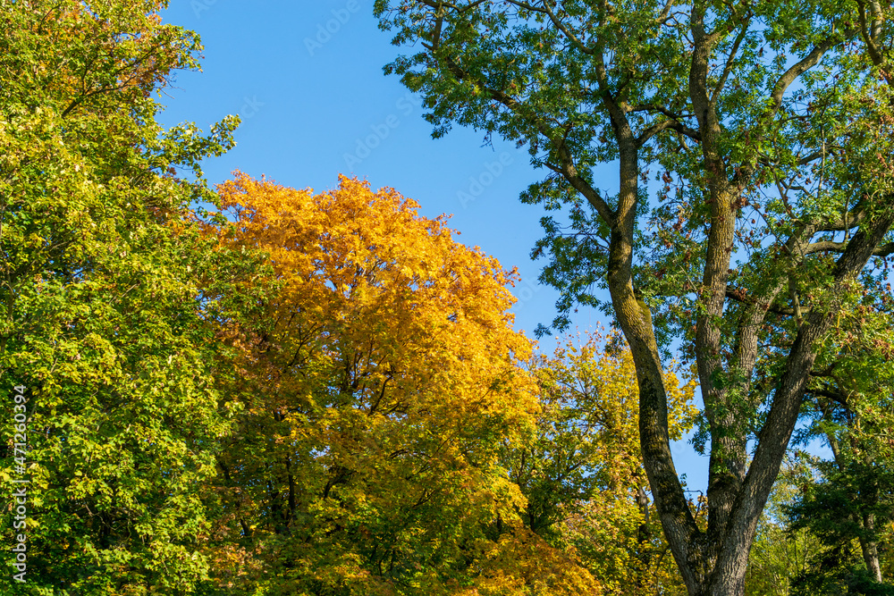 Colorful autumn trees, Miclauseni Castle, Romania