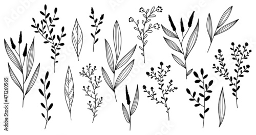 A collection of different twigs  leaves  plants. Vector set of flower illustrations. Hand-drawn in the style of sketches