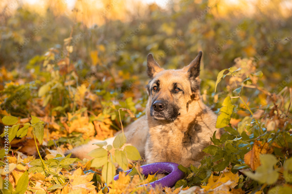 Dog in autumn. Happy East European Shepherd dog breed against maple leaves. Fall season. Dog in autumn. Happy East European Shepherd dog breed against maple leaves. Fall season.