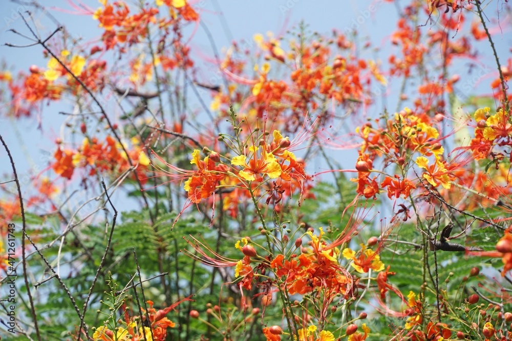 caesalpinia pulcherrima flower in nature garden