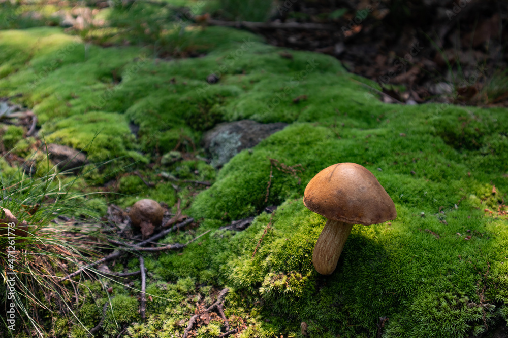 Beautiful Mushroom with a Mossy Ground at Hudson Highlands State Park in Cold Spring New York Beautiful Mushroom with a Mossy Ground at Hudson Highlands State Park in Cold Spring New York