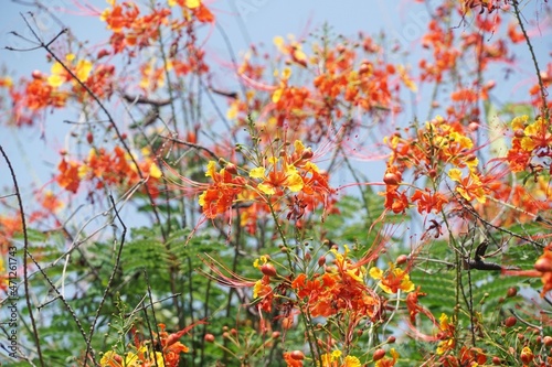 caesalpinia pulcherrima flower in nature garden © mansum008