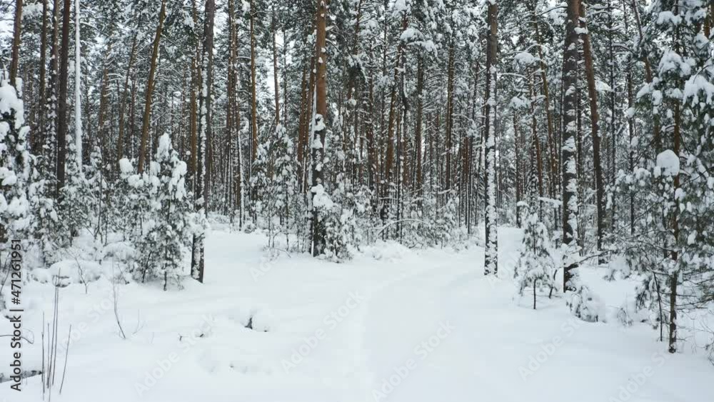 Drone shot flying in the winter pine tree forest. Slow flight in forest on winter season.
Drone shot flying in the winter pine tree forest. Slow flight in forest on winter season.