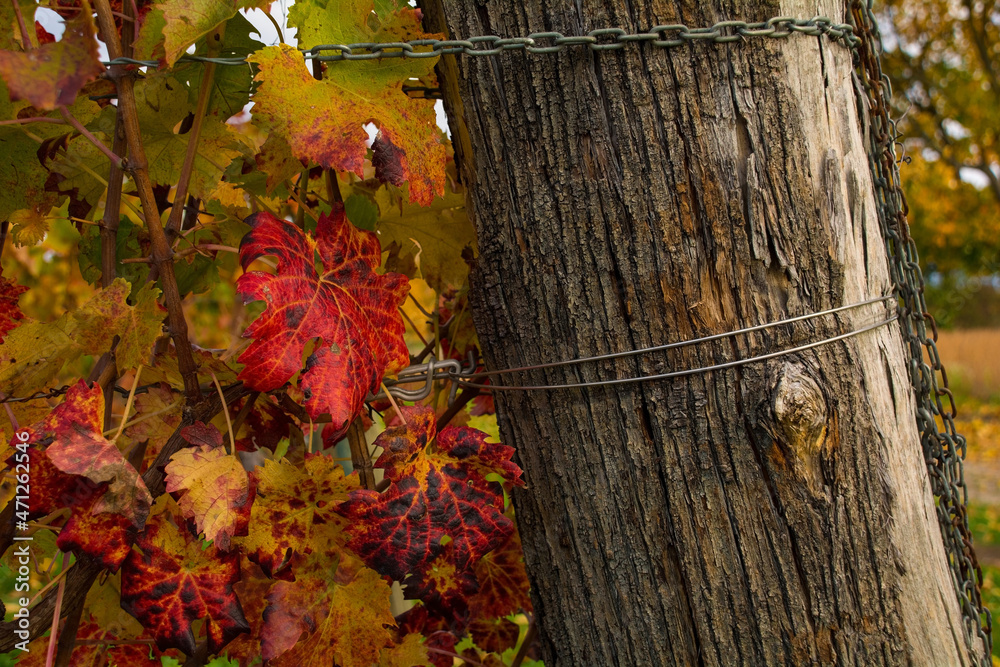 Obraz premium The mid-November autumn grapevine leaves a field in Moimacco near Cividale del Friuli, Udine Province, Friuli-Venezia Giulia, north east Italy 