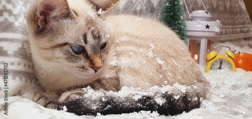 Beautiful kitty in the snow. New Year and Christmas background. Cute kitten with blue eyes. Cat breed 