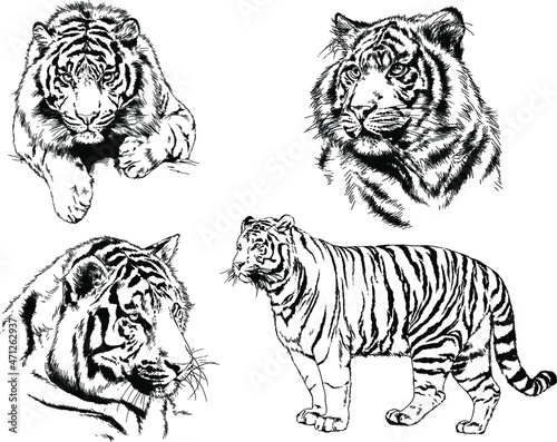 vector drawings sketches different predator   tigers lions cheetahs and leopards are drawn in ink by hand   objects with no background