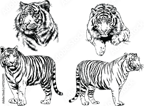 vector drawings sketches different predator   tigers lions cheetahs and leopards are drawn in ink by hand   objects with no background