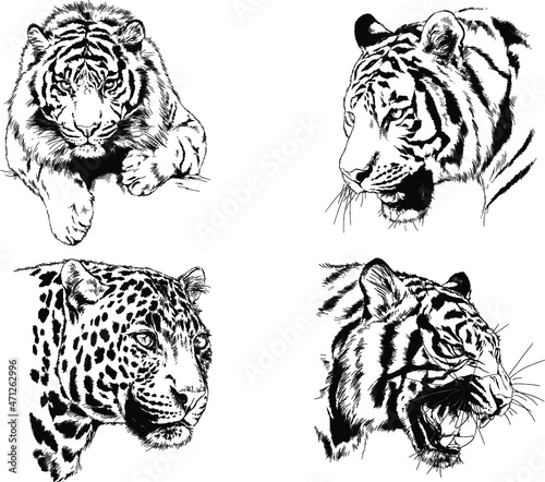 vector drawings sketches different predator   tigers lions cheetahs and leopards are drawn in ink by hand   objects with no background