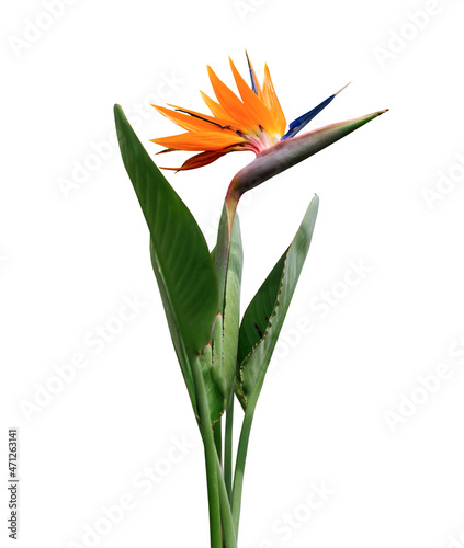 Fotografie Strelitzia Flower, Bird of Paradise