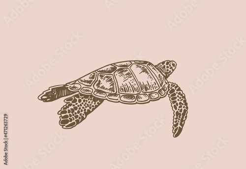 Graphical vintage illustration of turtle, sepia background, sealife animal