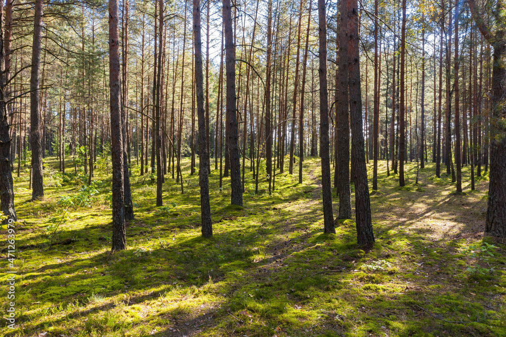 Obraz premium A summer pine forest landscape