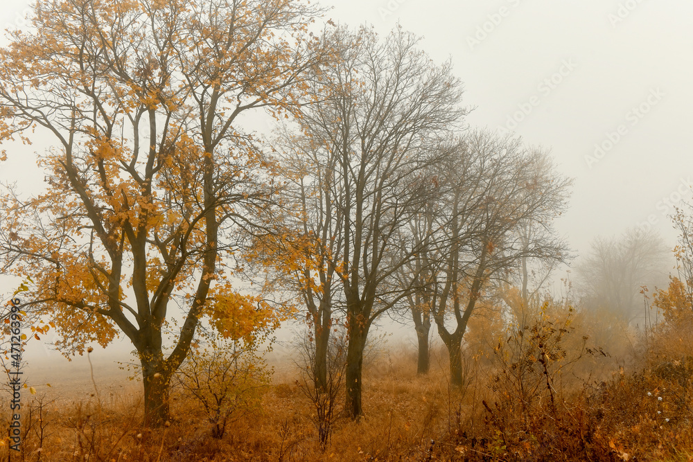 Autumn yellow trees in a foggy haze. Late foggy autumn.
