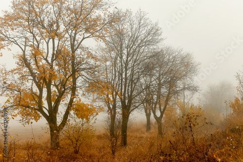 Autumn yellow trees in a foggy haze. Late foggy autumn. 