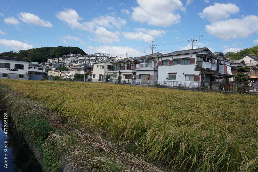 住宅地の中にある田んぼ、米が実る収穫の秋