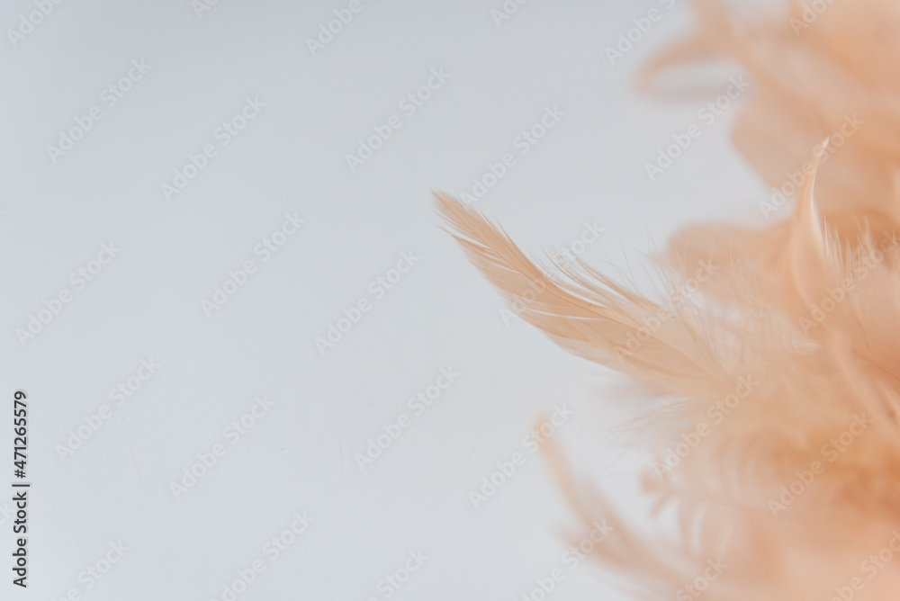 Plumes saumon sur fond blanc avec espace négatif Plumes saumon sur fond blanc avec espace négatif