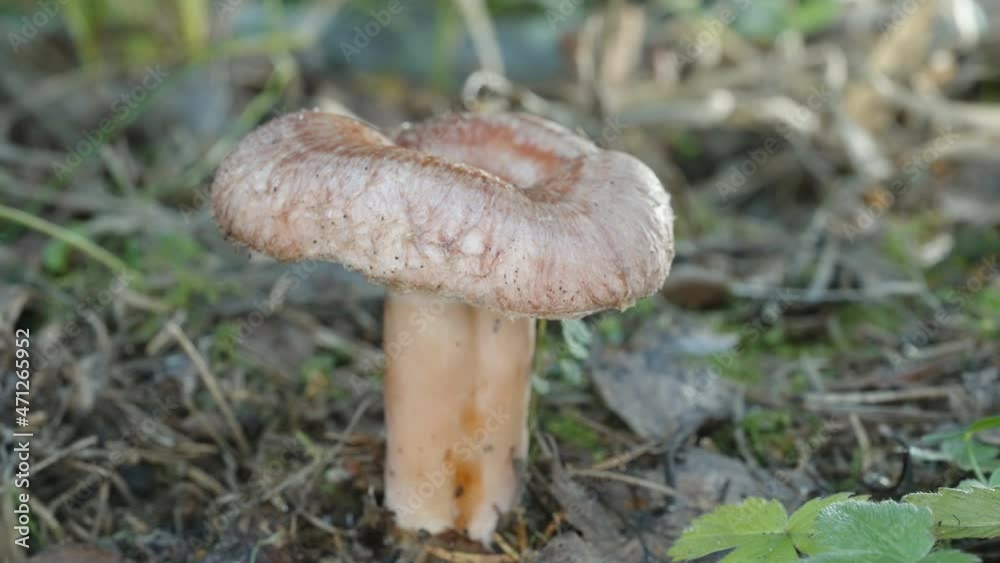 A closer look of the woolly milkcap mushroom on the forest ground in Estonia A closer look of the woolly milkcap mushroom on the forest ground in Estonia