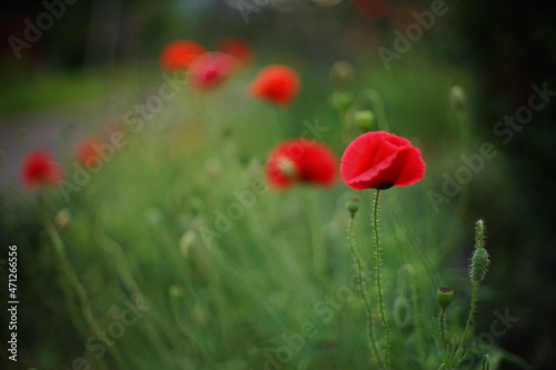 Lovely red poppy flower grow in green summer field. Art card