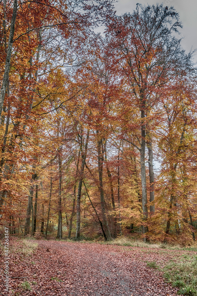 autumn in the forest