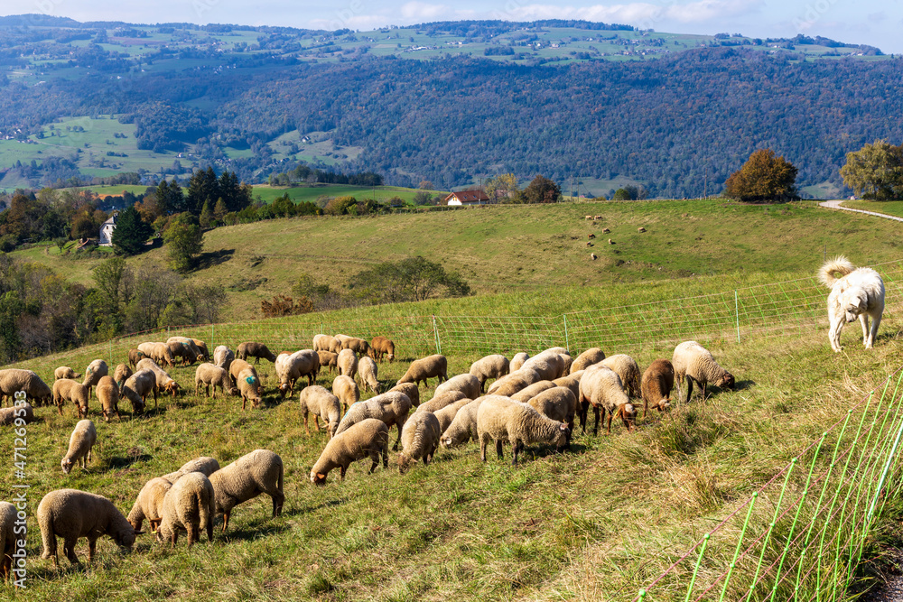Obraz premium Herd of sheep with patou dogsheep in the Alps in France.