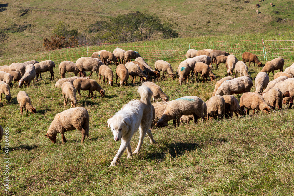 Obraz premium Herd of sheep with patou dogsheep in the Alps in France.