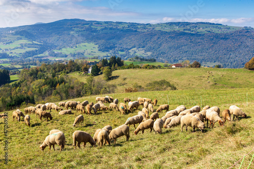 Herd of sheep with patou dogsheep in the Alps in France. photo