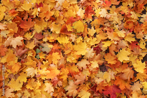 autumn maple yellow leaves background