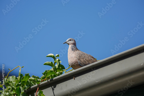 pigeon on the roof against a blue sky and plants