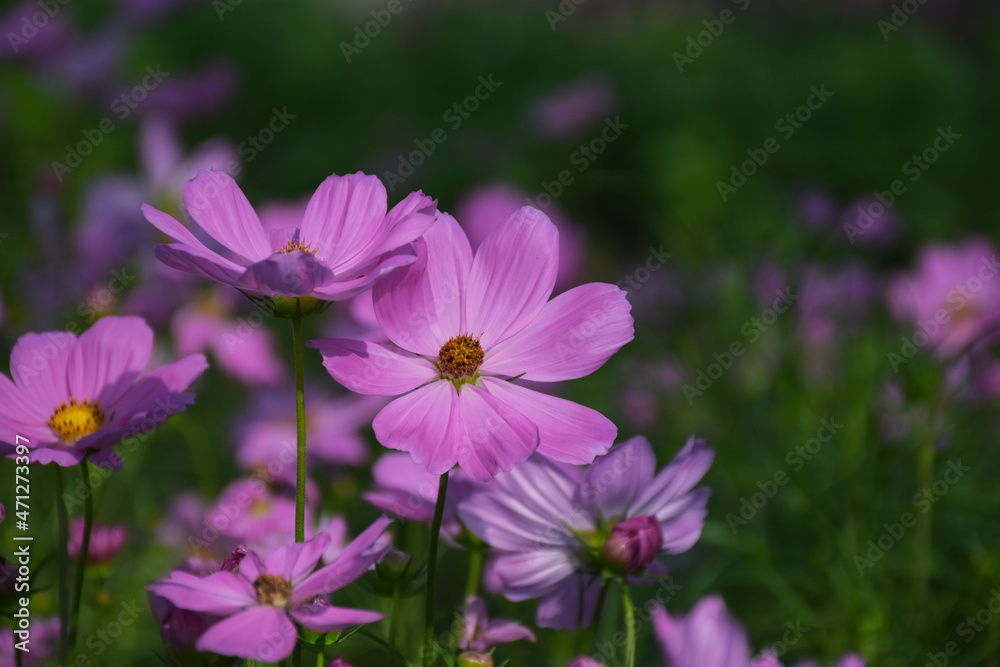 Soft focus Pink cosmos with yellow stamens in the flower garden. Soft focus Pink cosmos with yellow stamens in the flower garden.