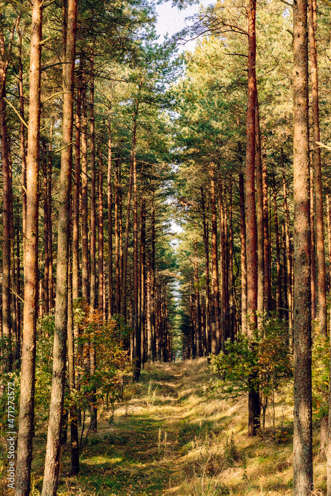 Pine forest in the autumn morning, ecological trail in a beautiful forest with perspective, green Leaves in sunlight and long shadows, fresh air. Curonian Spit, Kaliningrad region. Pine forest in the autumn morning, ecological trail in a beautiful forest with perspective, green Leaves in sunlight and long shadows, fresh air. Curonian Spit, Kaliningrad region.