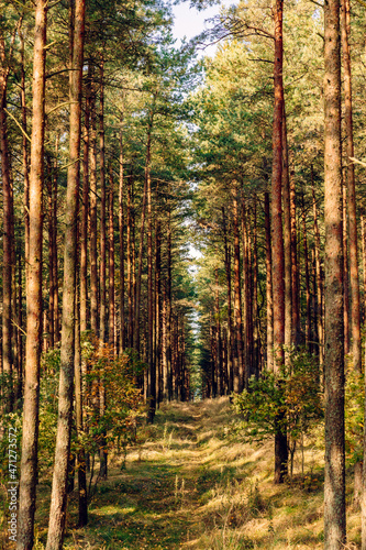 Pine forest in the autumn morning  ecological trail in a beautiful forest with perspective  green Leaves in sunlight and long shadows  fresh air. Curonian Spit  Kaliningrad region.