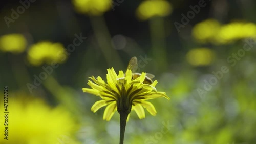Bee flying on yellow flower, insect pollination, sunny outdoor, slow-motion