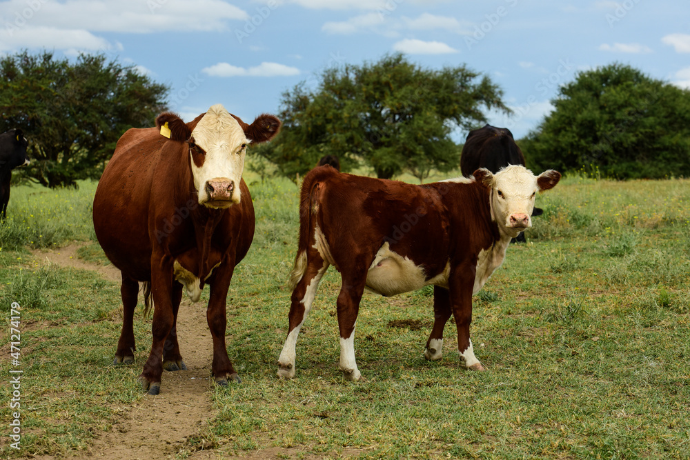 Cow with calf in Pampas Countryside, La Pampa, Argentina. Cow with calf in Pampas Countryside, La Pampa, Argentina.