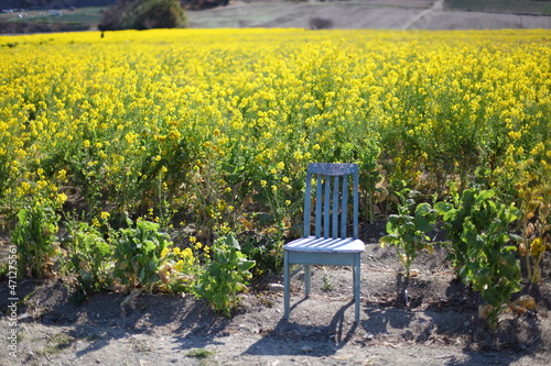 菜の花畑に置かれた椅子 © saiyan8
