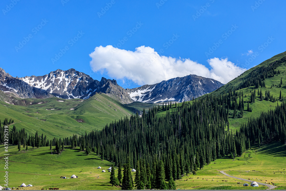 Beautiful mountains and green grass with forest