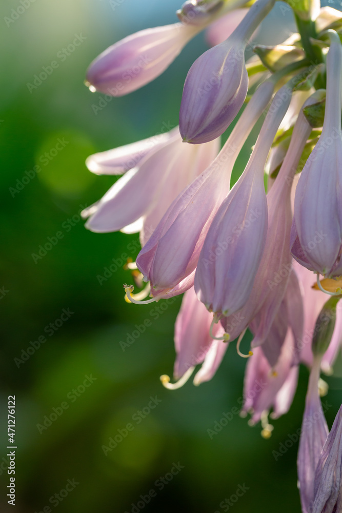 Fototapeta premium Blooming lilac Hosta flower in a summer sunset light macro photography. Plantain lilies flowering plant with violet petals close-up photo in summertime. Fresh pink hostas flowers background.