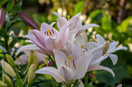 Fototapeta Naklejka Na Ścianę i Meble -  Blooming white and pink lilies in summer sunset light macro photography. Garden lily with white and pink petals in summertime, close-up photography.
