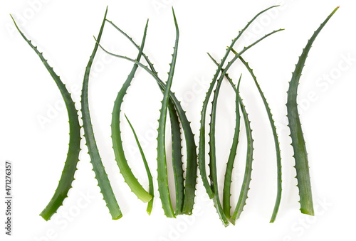 pieces of aloe plant isolated on white