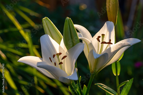 Blooming white lily in a summer sunset light macro photography. Garden lillies with white petals in summertime, close-up photo. Large flowers in sunny evening light floral background.