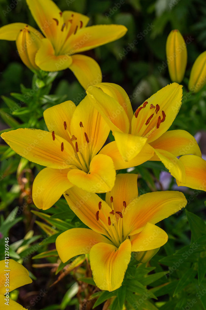Blooming yellow lily in a summer sunset light macro photography. Garden lillies with bright orange petals in summertime, close-up photography. Large flowers in sunny day floral background. Blooming yellow lily in a summer sunset light macro photography. Garden lillies with bright orange petals in summertime, close-up photography. Large flowers in sunny day floral background.